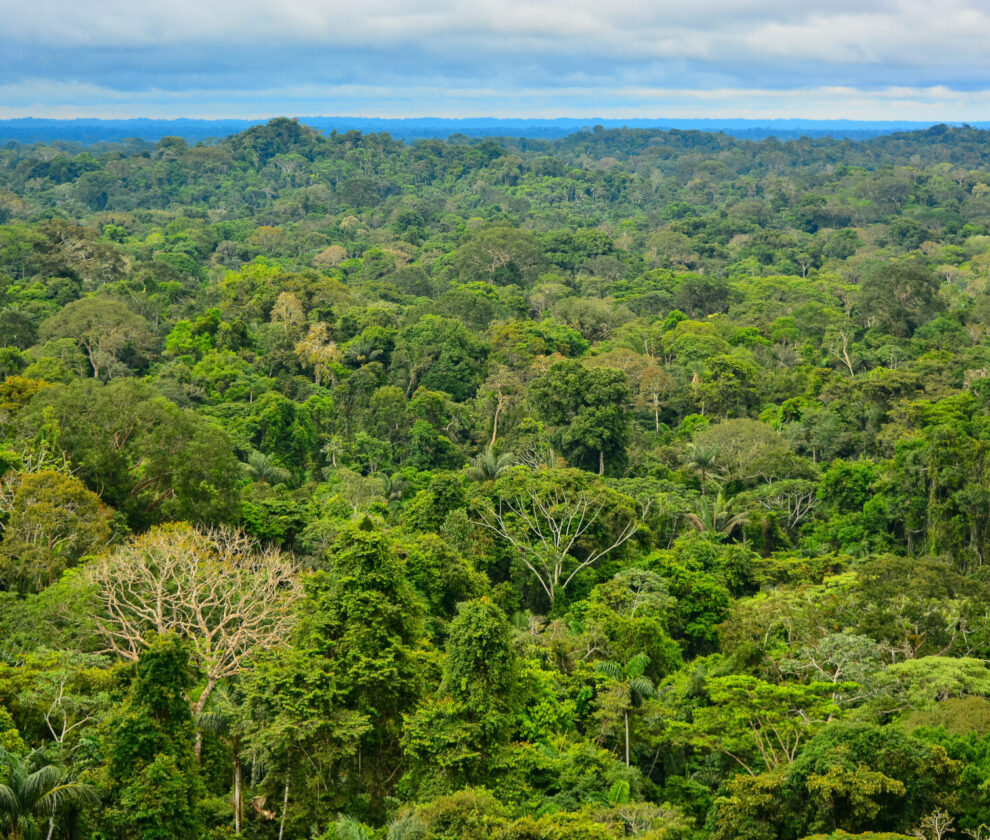 View of the Amazon Region
